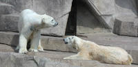 polar bears